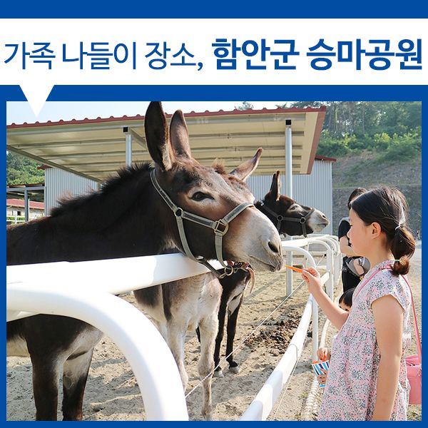 [승마공원 / 말체험학습... 장소로 안성맞춤! 함안군 승마공원