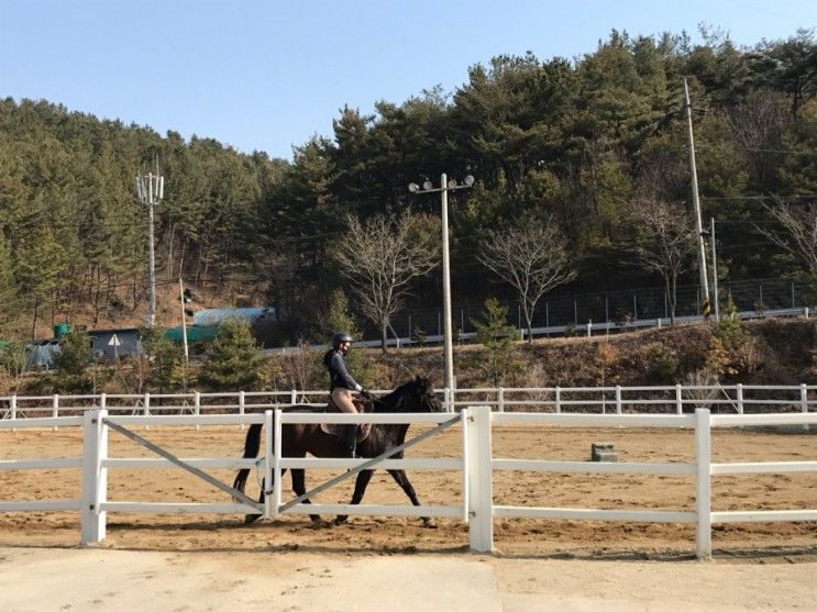 함안군승마공원 2021 재개장! 이지스포 어플을 이용한 승마...