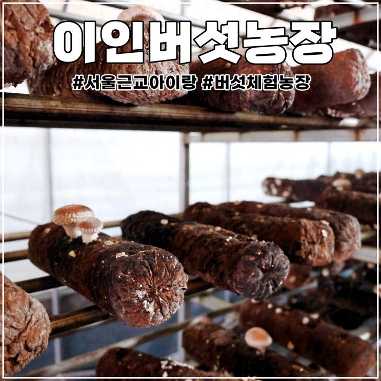 김포 아이와 가볼 만한 곳: 이인버섯농장 버섯따기, 요리체험