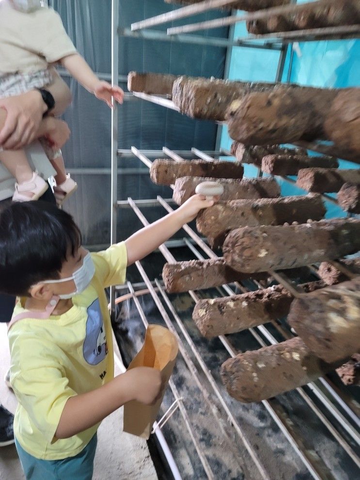 아이와 서울 근교 나들이-  이인버섯농장 버섯따기