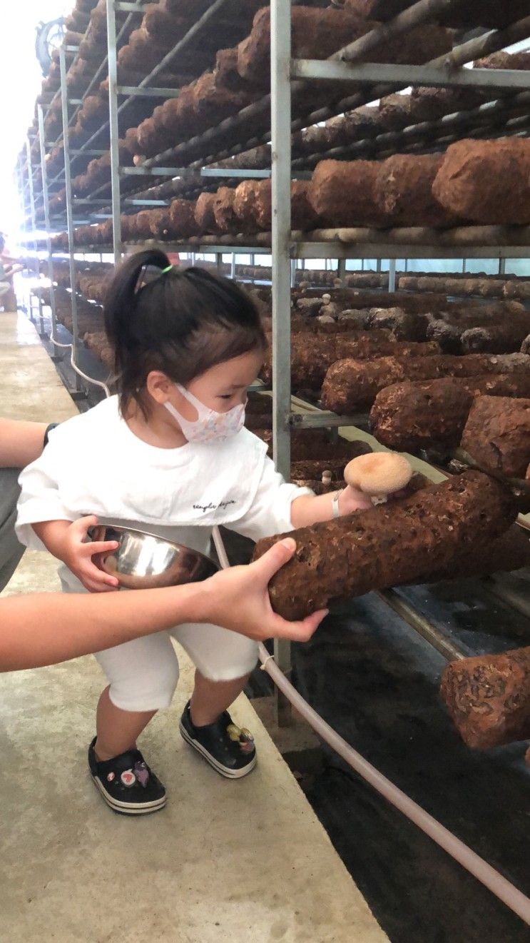 이인버섯체험농장 :: 서울 근교 자연체험 아기 버섯체험...