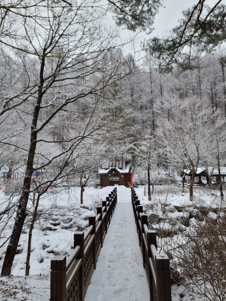 태백 고원자연휴양림 숲속의집 겨울 눈꽃이 너무예뻐
