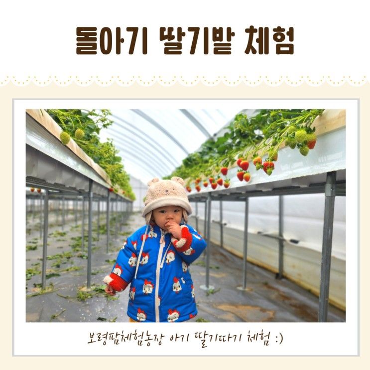 [보령팜체험농장 1호점] 돌아기 딸기밭 딸기따기 체험농장 추천 :)