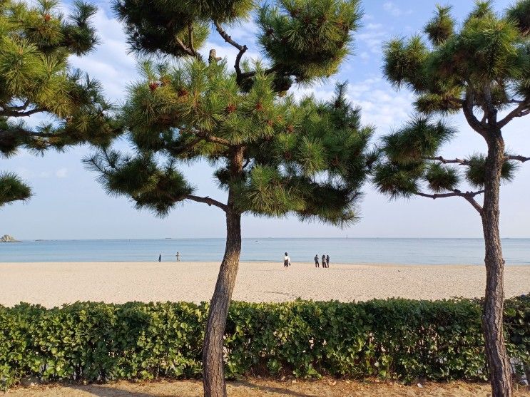 부산여행(이케아동부산점, 와우정수제순두부, 송정구덕포길)