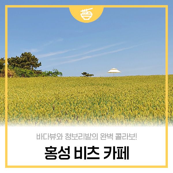 바다뷰와 청보리밭의 완벽 콜라보! 홍성 '비츠 카페'