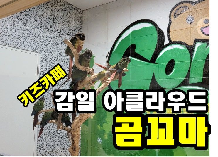 감일 아클라우드 실내동물원 키즈카페 곰꼬마