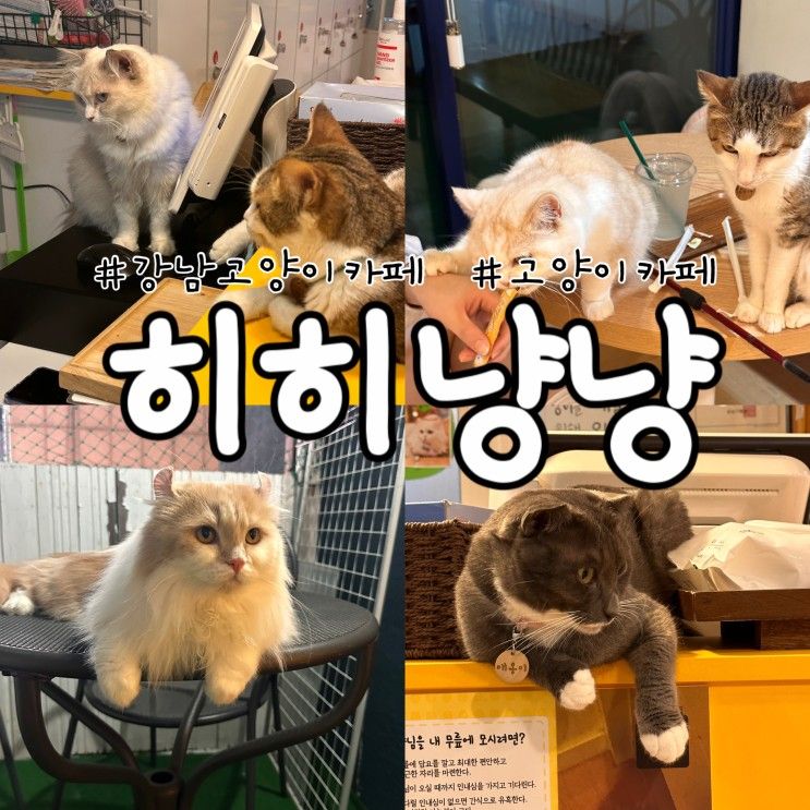 강남 [히히냥냥] : 강남역고양이카페 귀여워서기절주의!눈물주의!