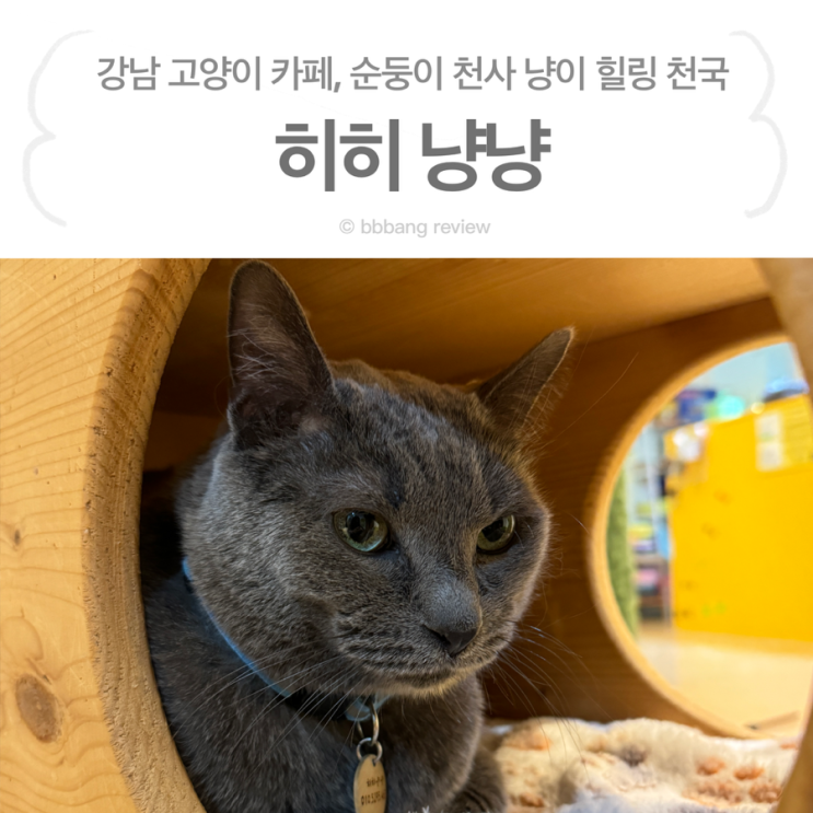 강남 [ 히히냥냥 ] :: 강남역 BEST 고양이 카페, 순둥이 냥이들...