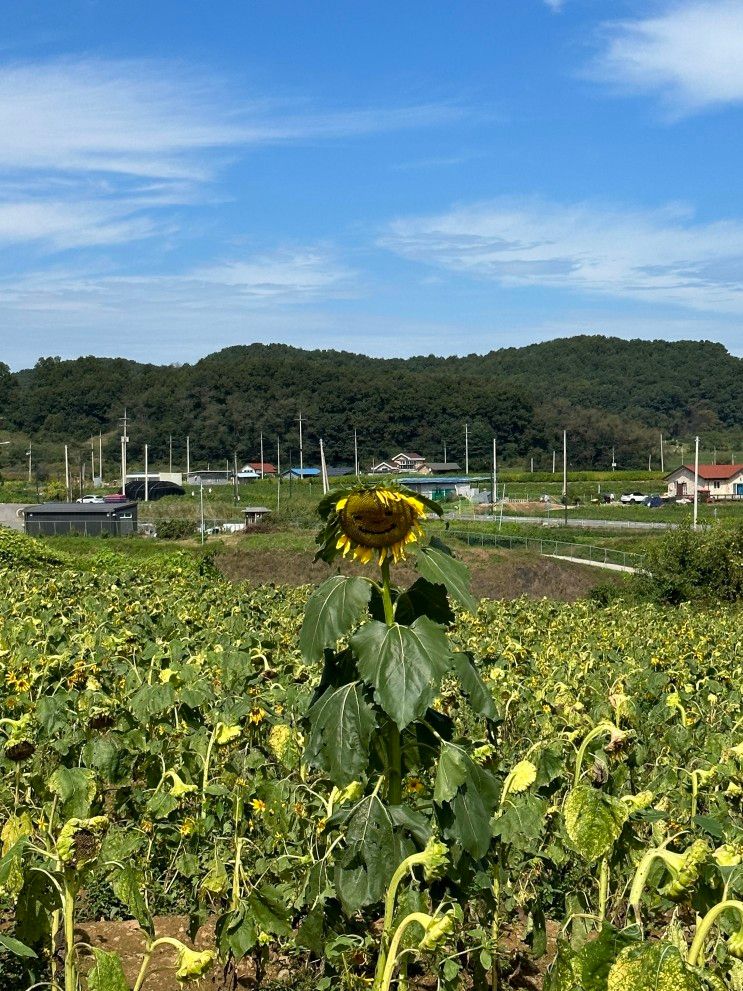 당일치기 연천 여행 #호로고루 / 해바라기는 없지만...