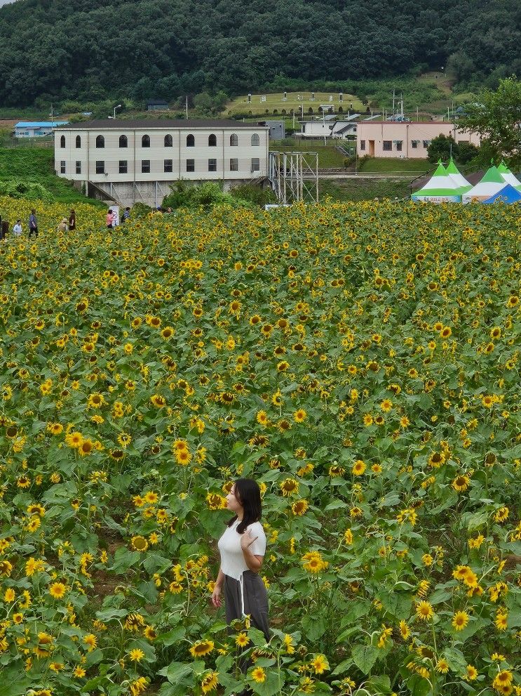 서울 근교 당일치기 여행 연천 호로고루 해바라기 축제