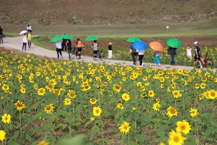 연천 호로고루 해바라기 축제 경기도 가을 여행지 명소...