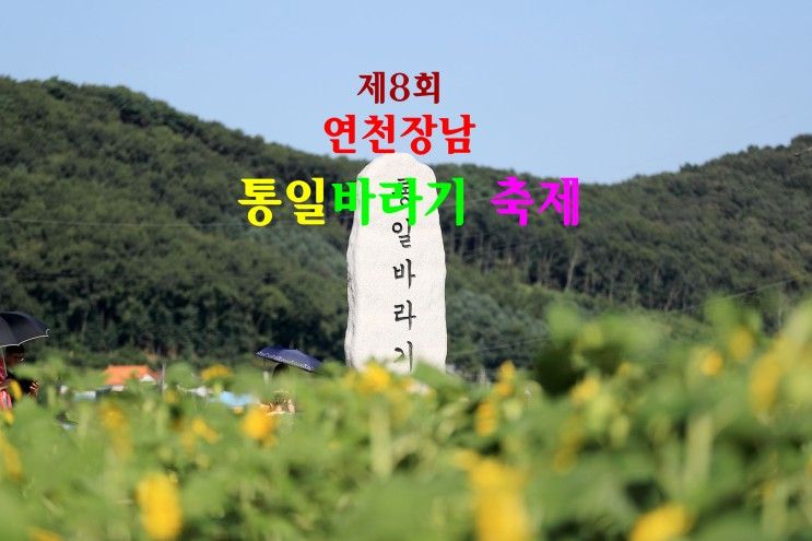 연천 호로고루 해바라기축제 개막 첫날 / 연천장남 통일바라기...