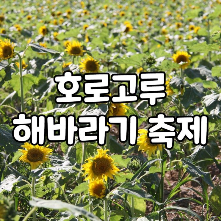 연천 가볼만한곳 호로고루 해바라기 축제 전날 (9월 7일)