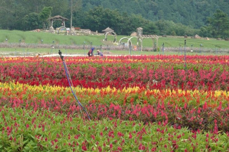 철원 노동당사, 연천 호로고루