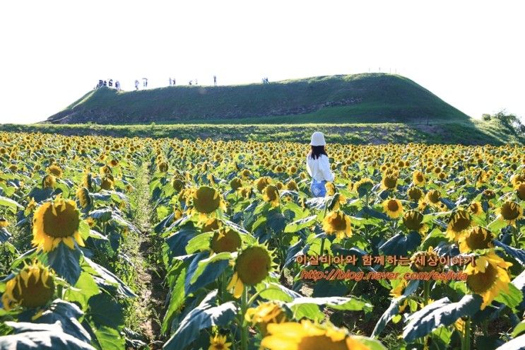 경기도 여행 갈만한곳 연천 호로고루 가을 나들이 코스...