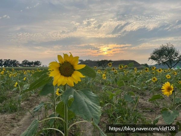 [연천 9.10] 호로고루 해바라기 꽃구경