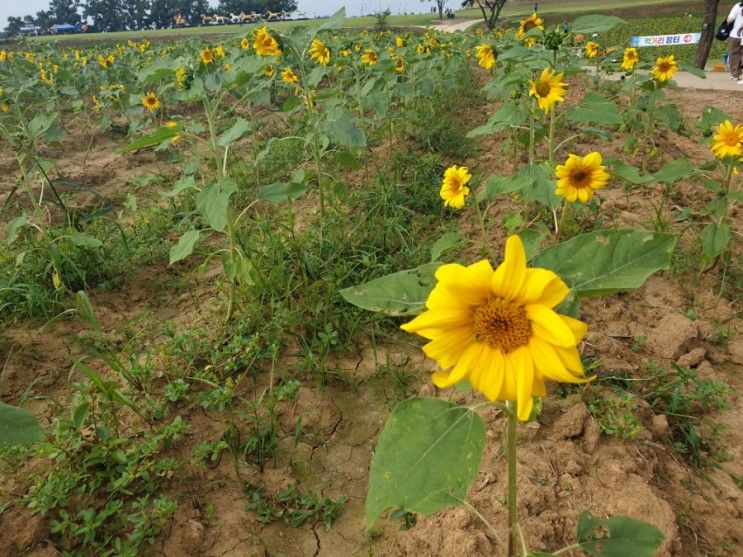 해바라기축제ㅡ연천 호로고루