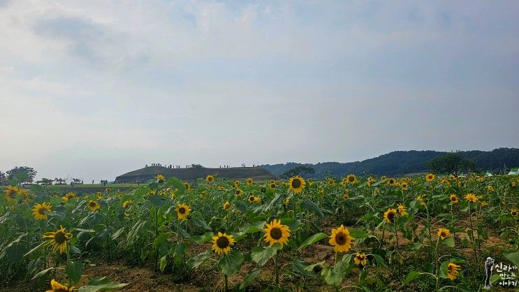 해바라기 축제의 현장 [연천 호로고루성 & 통일바라기 축제]