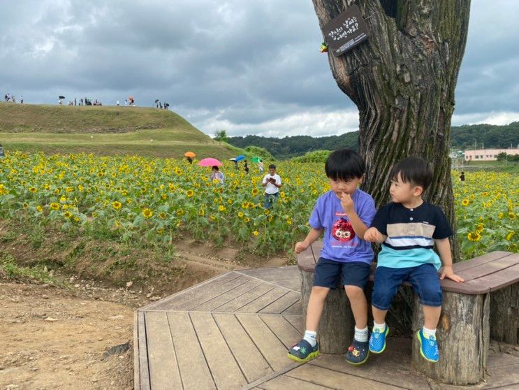 연천 / #호로고루 #해바라기 축제