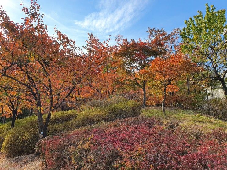 단풍이 정말예쁜 북서울꿈의숲ღ (전망대 사슴방사장 주차장)