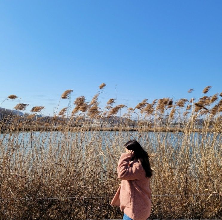 남촌동 라노비아 자동차카페... 갈대 뷰를 함께 볼 수 있는 카페