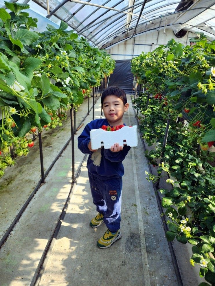 [인천 서구] 주말에 아이와 가볼만한곳 계양 '고씨딸기체험농원'