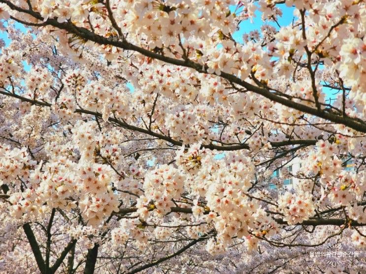 인천 벚꽃축제 : 인천 시청 중앙공원 실시간 개화상황 (4.2 기준)