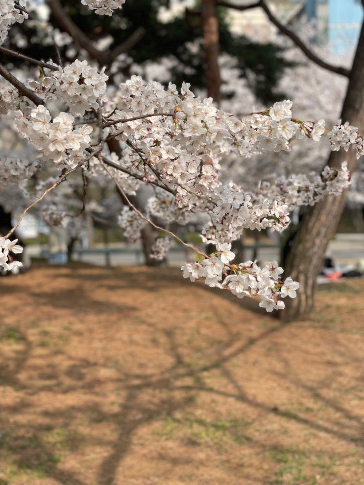 벚꽃 볼만한 곳 추천 : 꽃이 만개 했던 인천예술회관 중앙공원