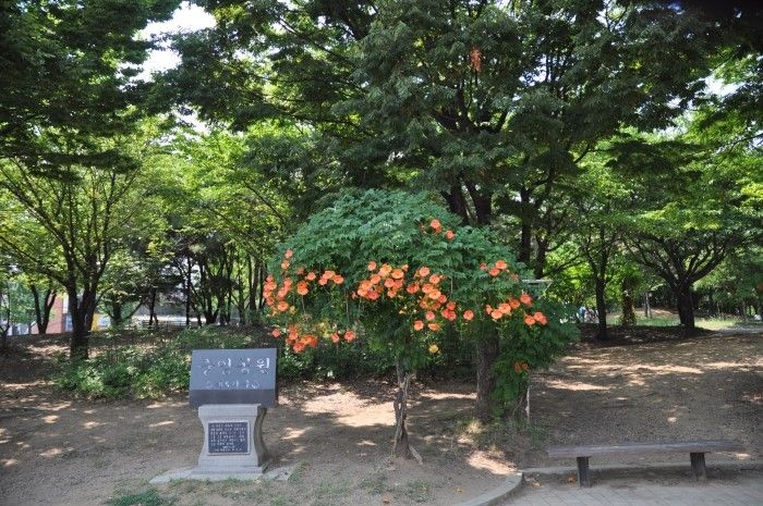 인천 중앙공원 능소화