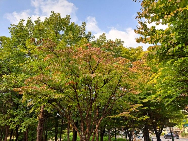 인천 갈만한 곳 가을단풍 인천 중앙공원