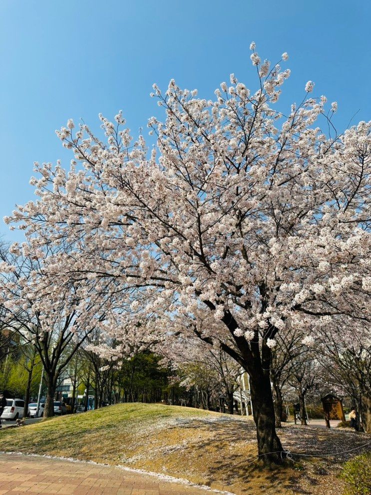 구월동] 벚꽃명소 사람없고 한적한 인천예술회관 중앙공원 나들이