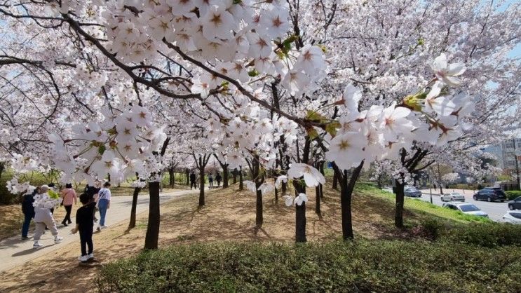 인천중앙공원 벚꽃놀이 봄 소풍 다녀왔어요