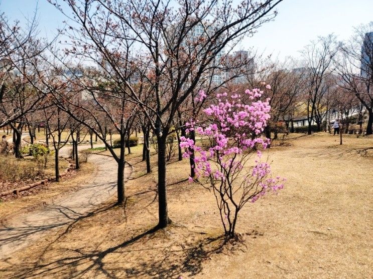 인천 꽃구경, 반려동물 산책 갈만한곳☆ 중앙공원 벚꽃...