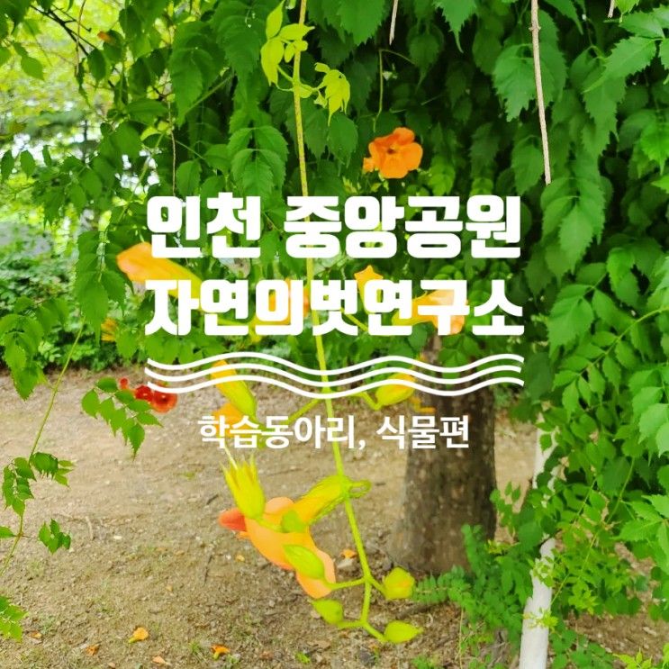 [앵그리버드] 새 학습 동아리 - 인천 중앙공원 모니터링 6차시...