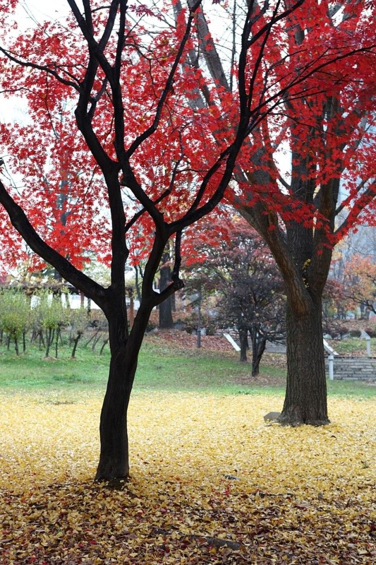 가을을 걷다_인천 중앙공원에서_내나라국내여행 가을풍경사진