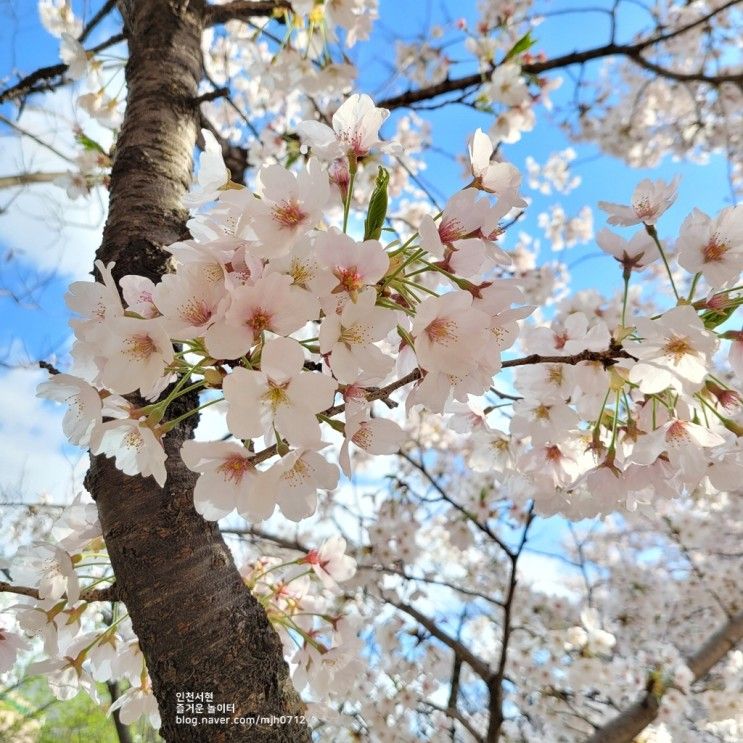 인천 벚꽃명소 중앙공원 벚꽃구경