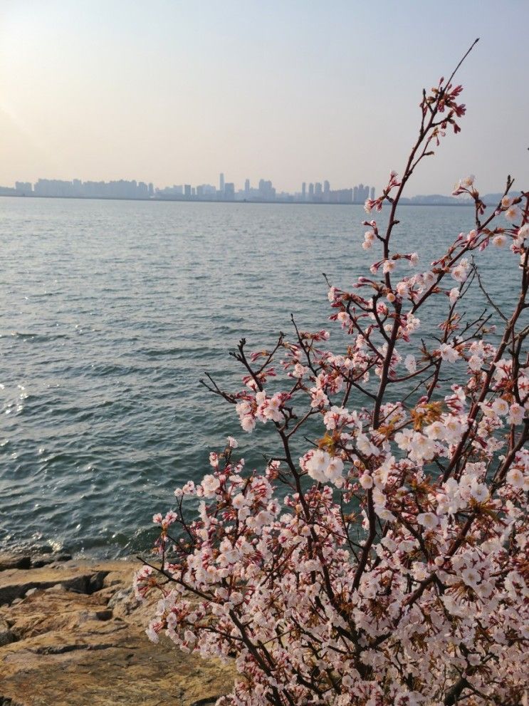 서울 근교 혼자 드라이브 시흥 배곧생명공원