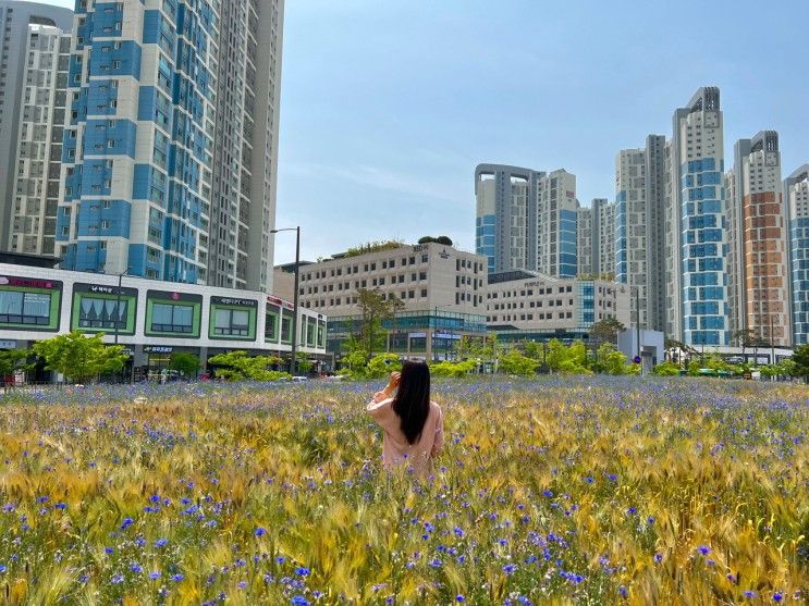 6월 양귀비, 수레국화, 보리밭 꽃구경 가자! :: 배곧 생명공원