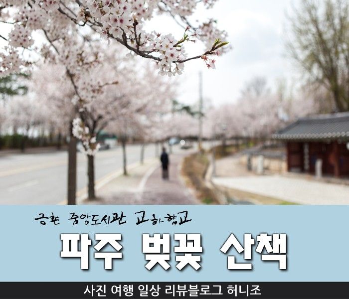 파주 벚꽃 산책 :: 금촌 중앙도서관 교하향교