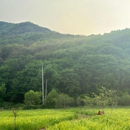 경북 청도 | 청보리밭 카페보리(feat. 청도의 제주)