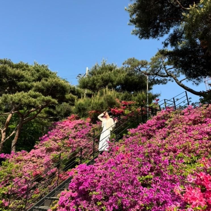 대구 팔공산 대형 카페 영산홍 꽃구경 굿테이스트커피 by...