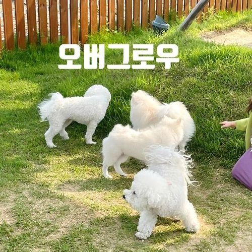 [오버그로우] 김제 애견동반 카페 재방문 후기