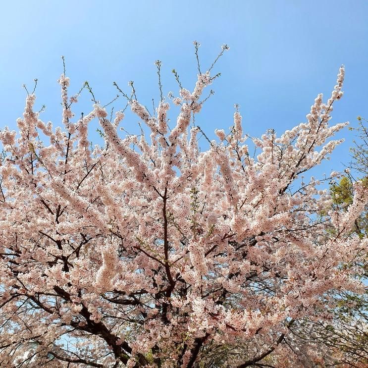 눈에 담고 싶은 벚꽃길 ( 도봉구청 앞 벚꽃길과 초안산 근린공원)