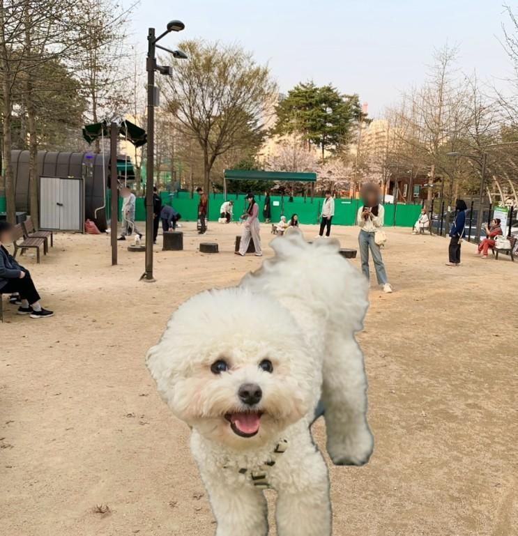 【도봉구 강아지운동장】 초안산반려견놀이터 주차 가는법