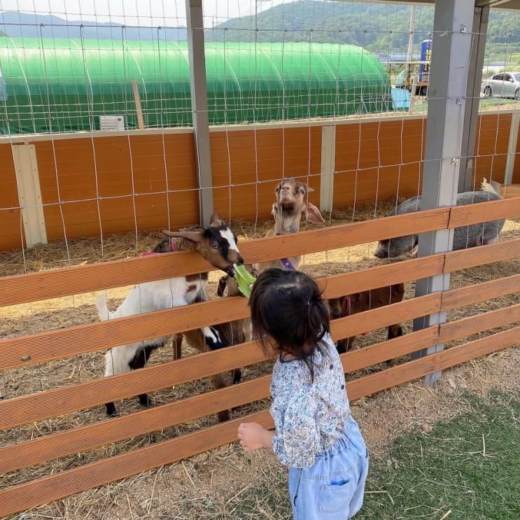 [일상]▪️구미 칠곡 석적▪️ 하루농장 동물 먹이 주기...