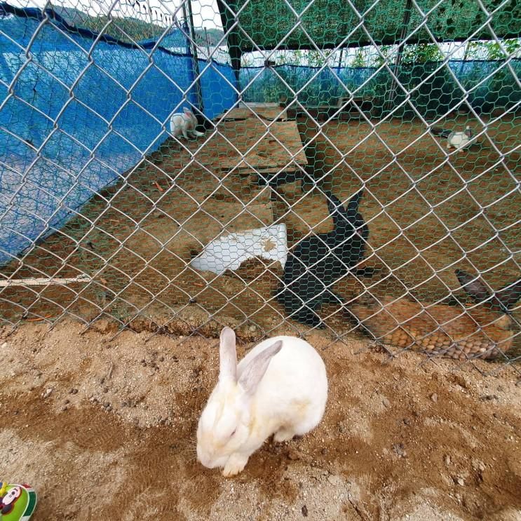 하루체험농장 :)대구/구미/칠곡 아이데리고 가볼만한곳