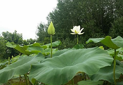 백연꽃판매/생연잎판매를 하는 연의하루 농장