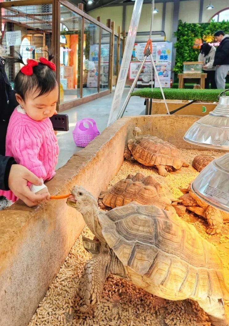 익산 액션하우스 전주 아기랑 실내 동물체험 3번 다녀온 후기