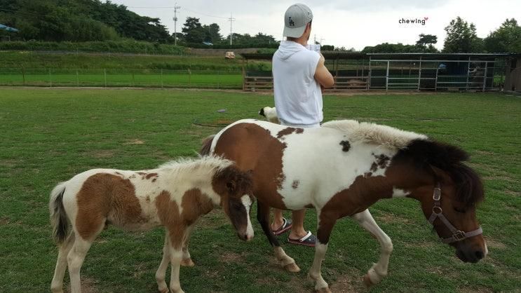 익산 아이들과 가볼만한곳 :: 익산 동물 체험 액션하우스 동물농장