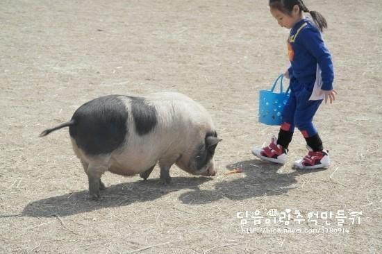 전라북도 함열 보더콜리액션하우스 / 동물체험